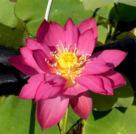 lotus pond new friends